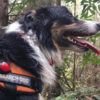 KSAR Image - Search Dog 2 KSAR Image - Search Dog 2